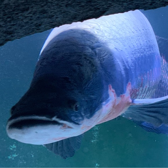 Meet your Posher, Mike - Picture 1 of 1